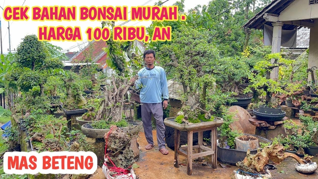 100 RIBU DAPAT BAHAN BONSAI, DANGAT MURAH,📞 0813-5873-7604 @JeckpaeyBonsai91