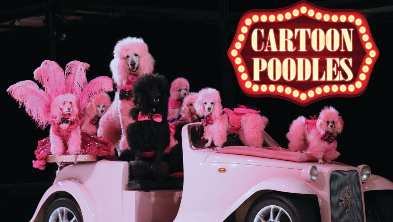 Cartoon Poodles: America's Favorite Poodles
