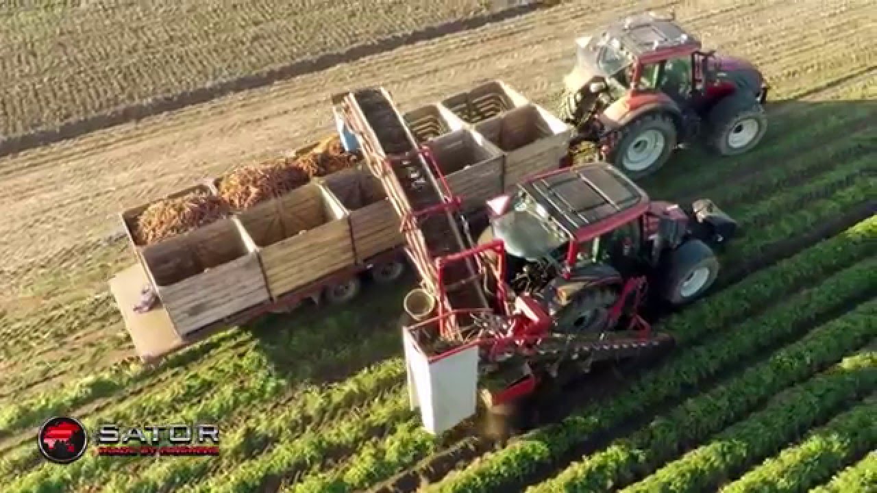 Sator XXL Carrot harvester / Kombajn do marchwi z podajnikiem