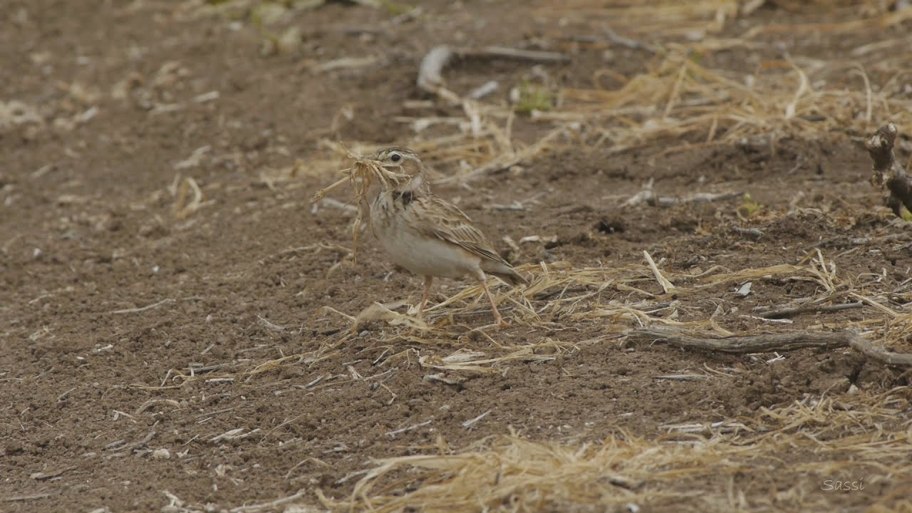 עפרוני ענק - Calandra Larks in Netofa
