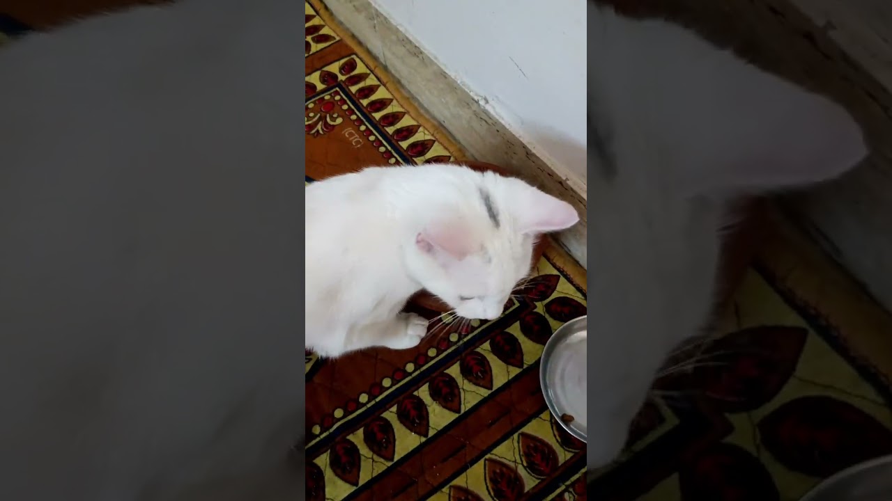 Messi hunting skills #cat #messi @dr.quaisul_hoda @rawcooking5356 @Akbarifatma768 