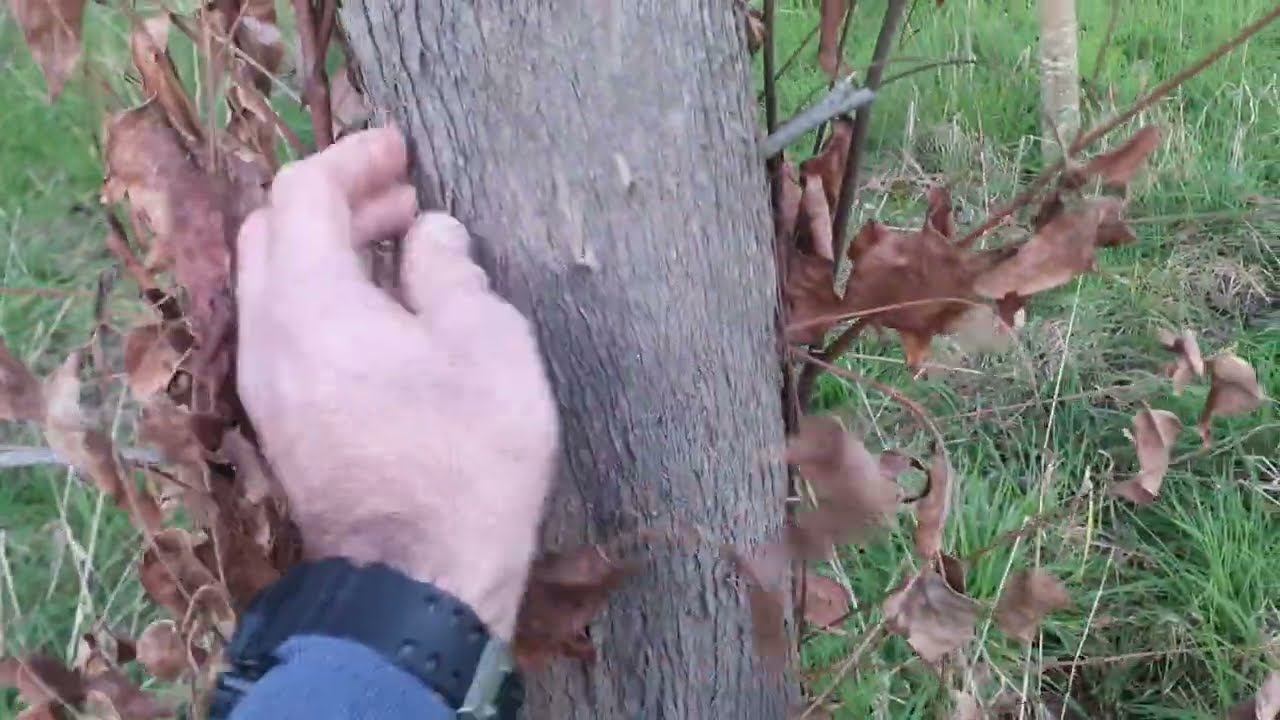 Eucalyptus species trial - Year 9 - Firewood
