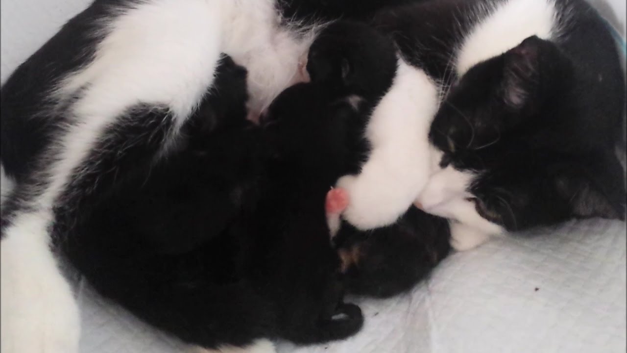 My Cat Amber Gives Birth To 4 Kittens