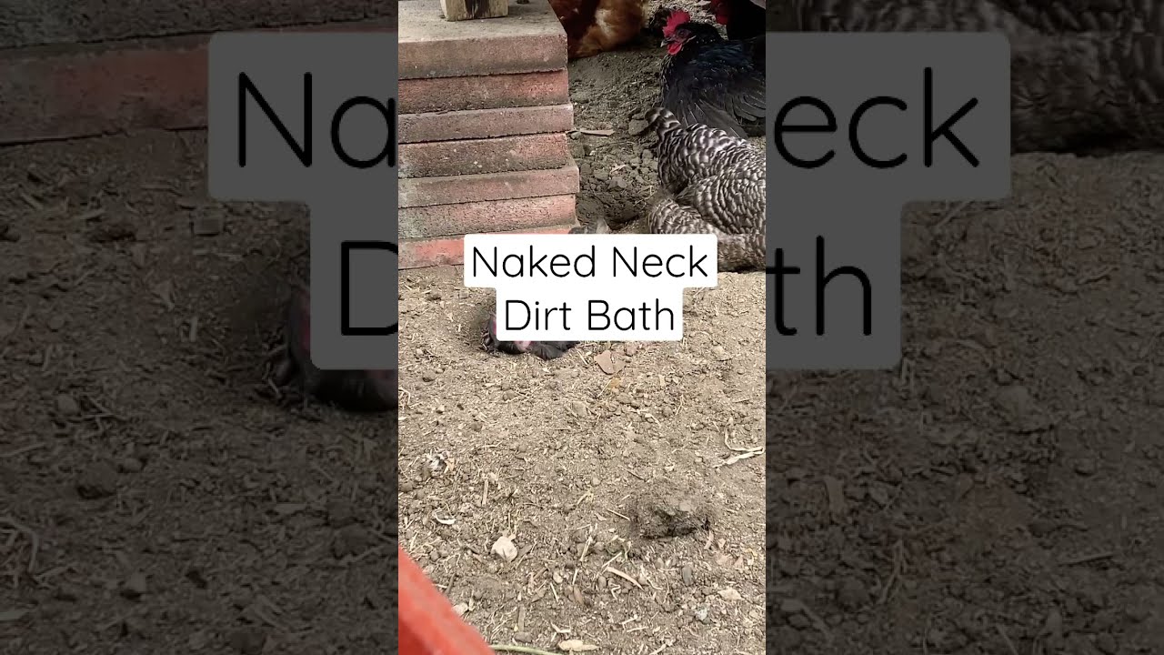 Naked Neck Dirt Bath