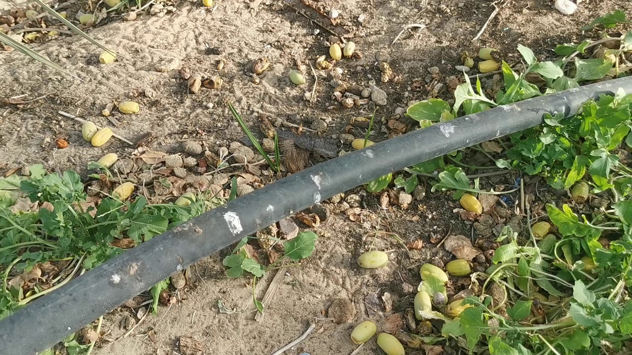 النخل والنحل في نجم الثريا