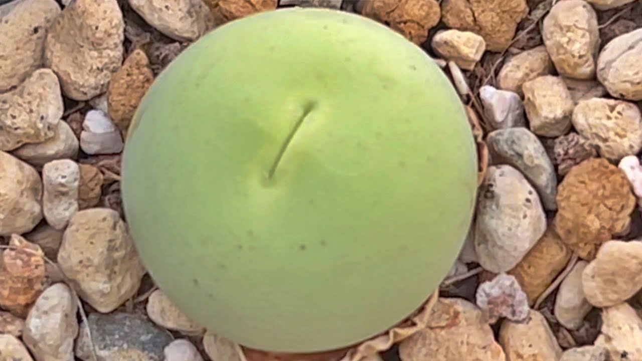 я купила конофитумы