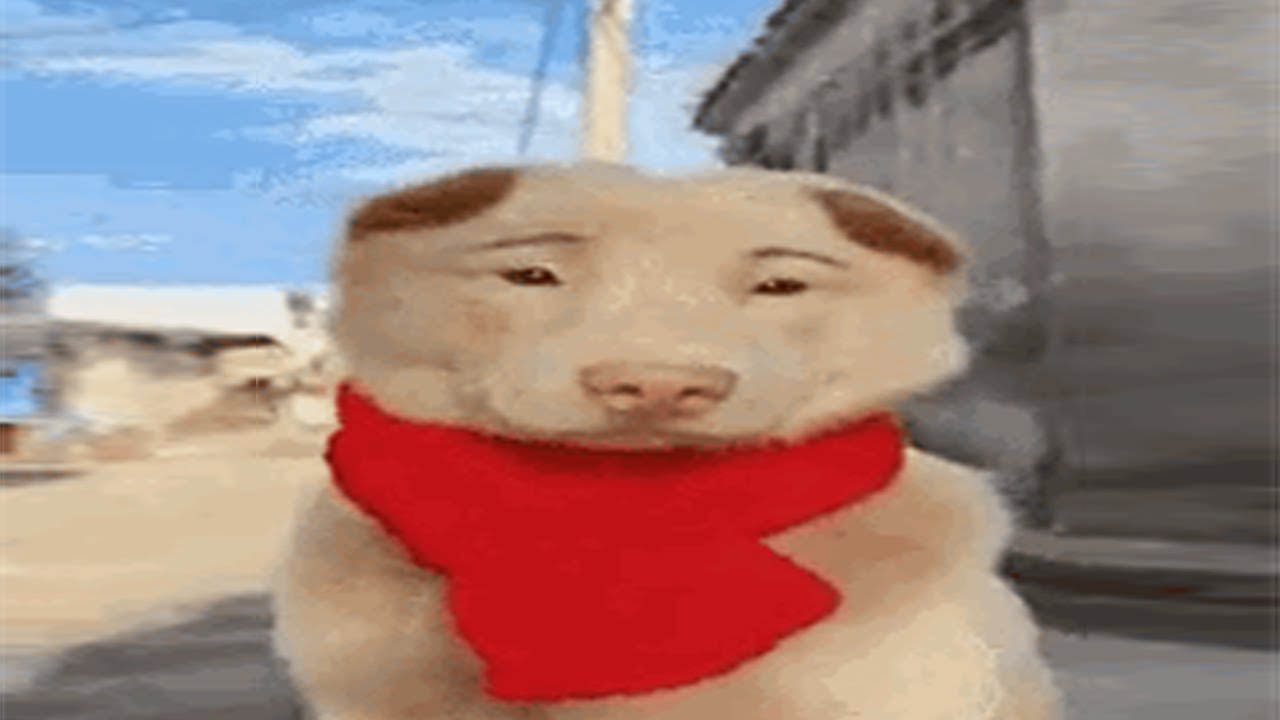 глупые мемы, над которыми мы смеялись