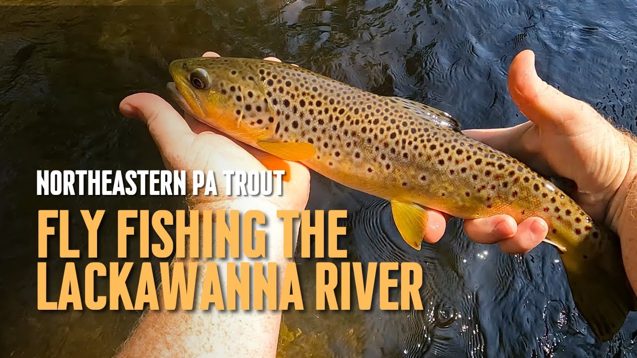Northeastern PA Trout: Fly Fishing the Lackawanna River