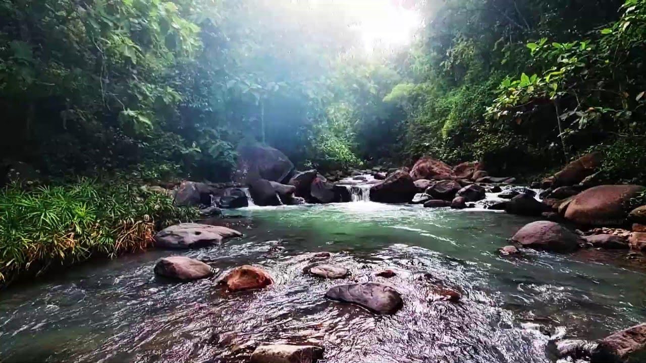 Relaxing Water Flow & Bird ASMR - Natural Ambience for Sleep, Study, and Meditation