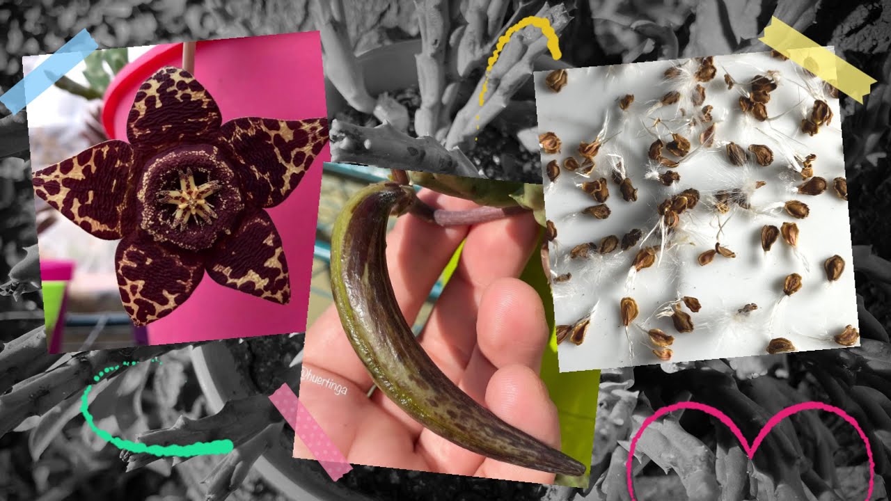 SEMILLAS DE ORBEA VARIEGATA | Flor de Lagarto 🐊