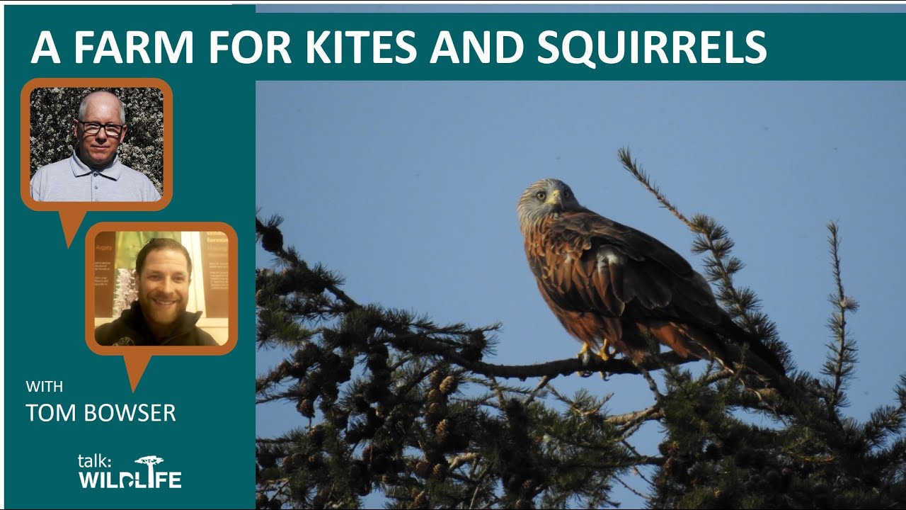 A farm for kites and squirrels