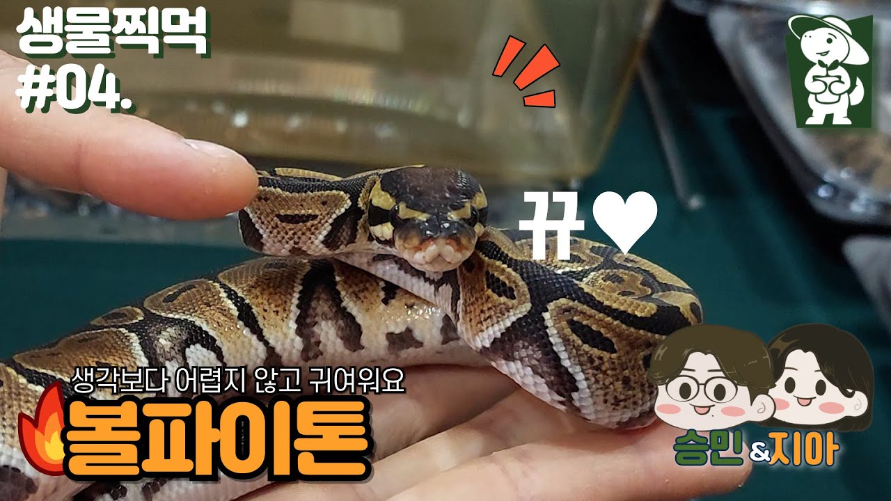 [공처럼 마는 뱀] 플랜티멀 박찬호와 함께 볼파이톤 배우기