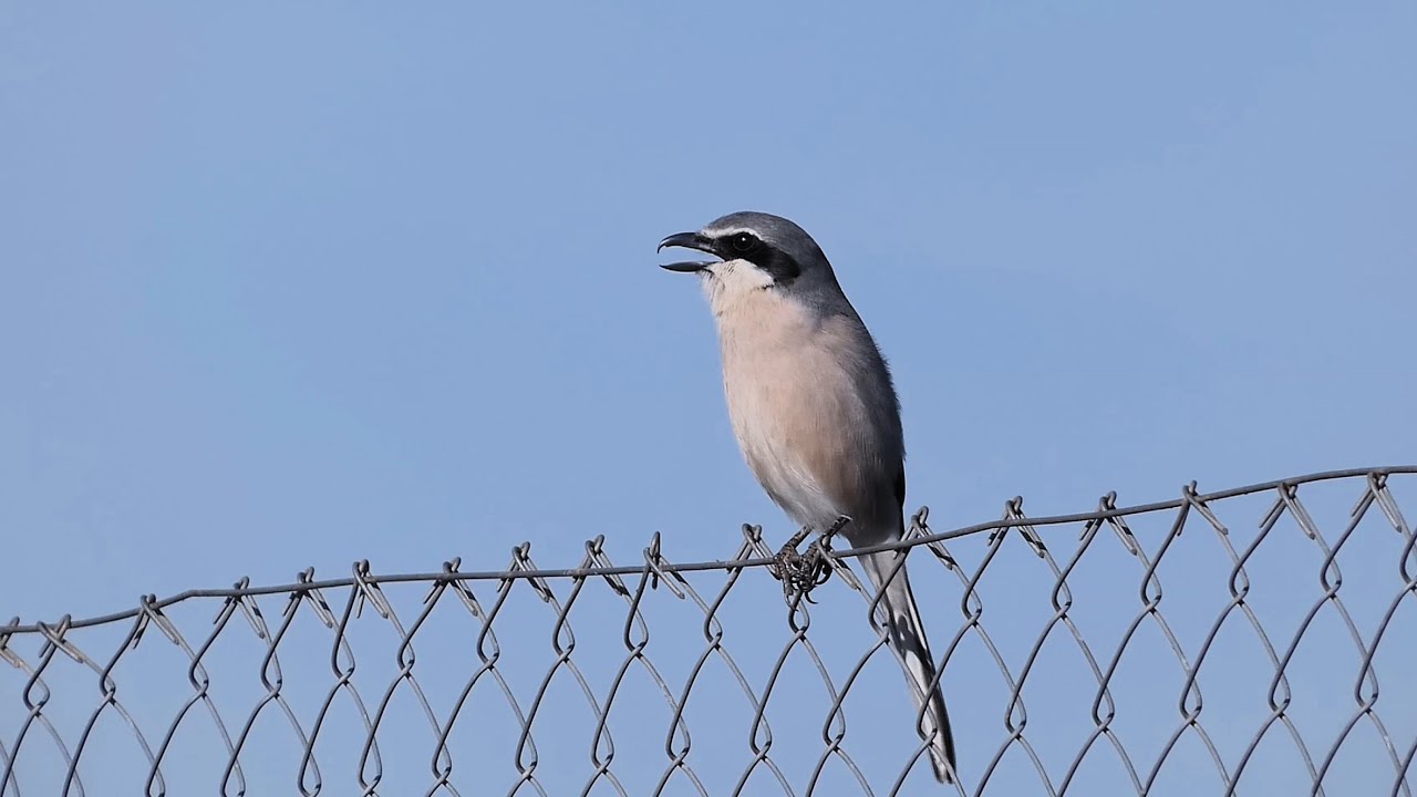 EL CANTO ENGA&Ntilde;OSO DEL ALCAUDON REAL   THE DECEPTIVE SONG OF THE GREY SHRIKE    4K