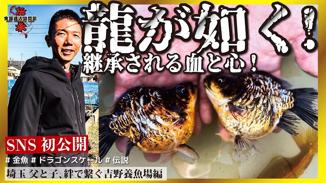【 吉野養魚場 】SNS初登場！龍金の遺伝子を継ぐ親子の情熱が熱かった！#らんちゅう #aquarium #善金魚ちゃんねる #金魚