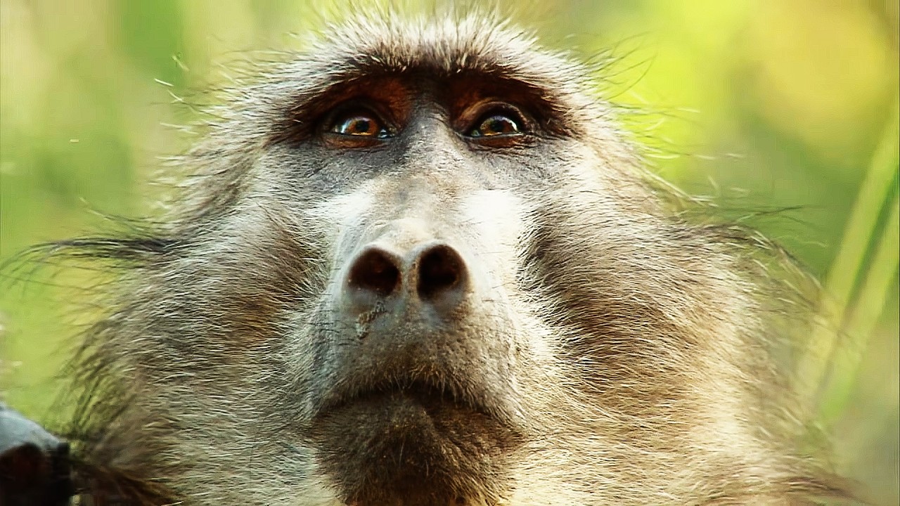 Baboon Gangs Go Head-to-Head (4K Documentary)