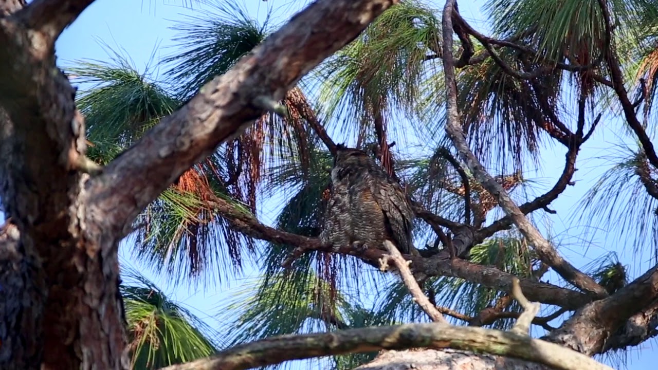 Eagles build a nest over 3 months at Greenwood Cemetery in Orlando