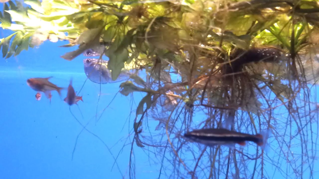 Gasteropelecus sternicla bij Aquarium Speciaalzaak Utaka