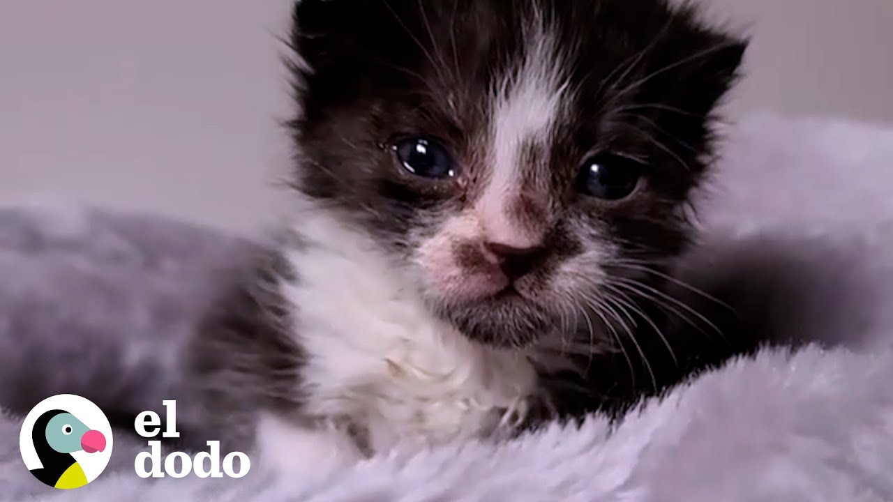 Gatita huérfana de 1/2 kilo es adoptada por un gran danés de 72 kilos | Pequeño y Valiente | El Dodo