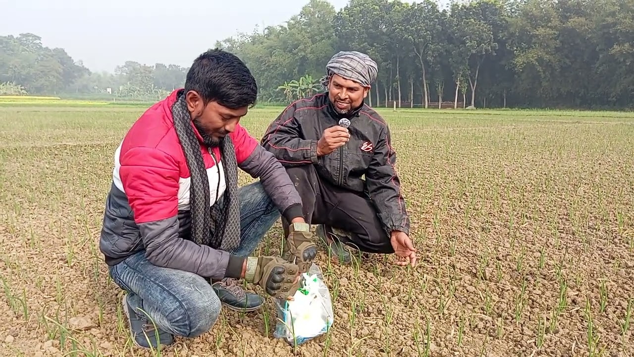 পিঁয়াজ রোপন আজ ১৭ দিন বয়স, আমার কি স্প্রে দিলাম,, #farming #vlog #ekmotahathighumechala 