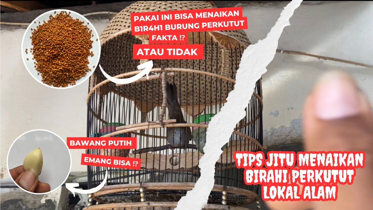 3 METODE MEMUNCULKAN B1R4H1 DI BURUNG PERKUTUT ‼️ LAKUKAN CARA INI KALO MAU CETREKAN ⁉️