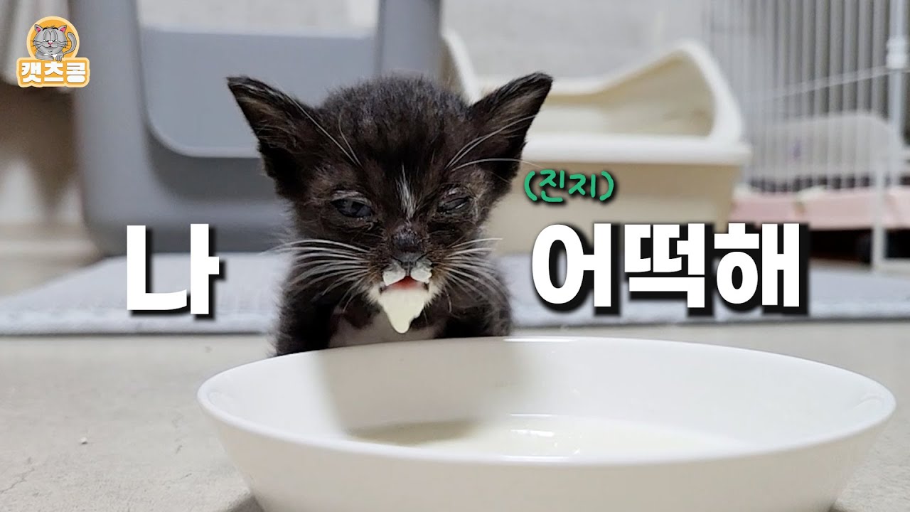 구조한 새끼고양이가 아줌마 젖 먹겠다고 매일 간절하게 한 행동. 2편: 눈물 난다.
