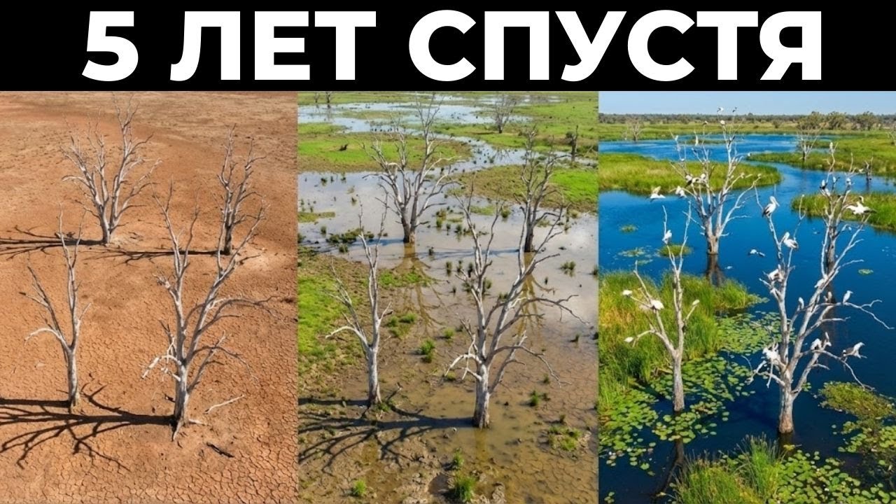 Австралия убрала дамбу и природа вернулась — никто не ожидал такого поворота