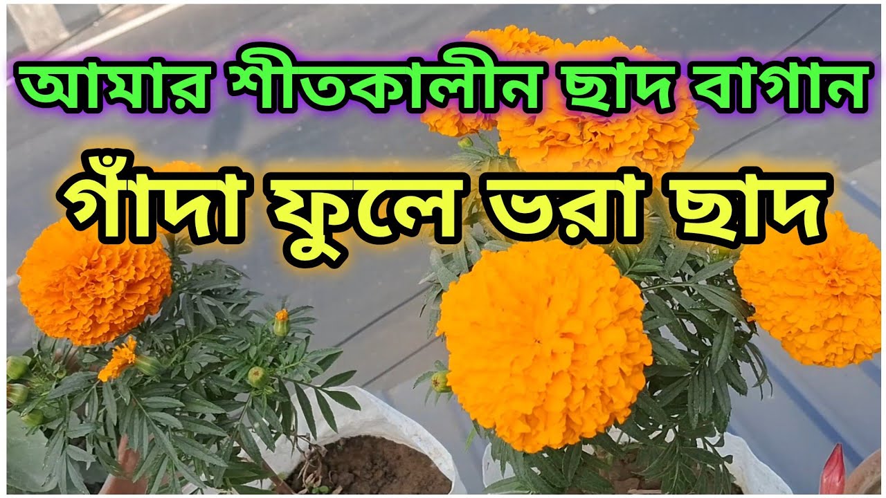 ছাদ বাগানের পুরো ট্যুর 🌿 | শীতকালীন গাঁদা ও ফুল গাছের সুন্দর কালেকশন | Rooftop Garden Tour