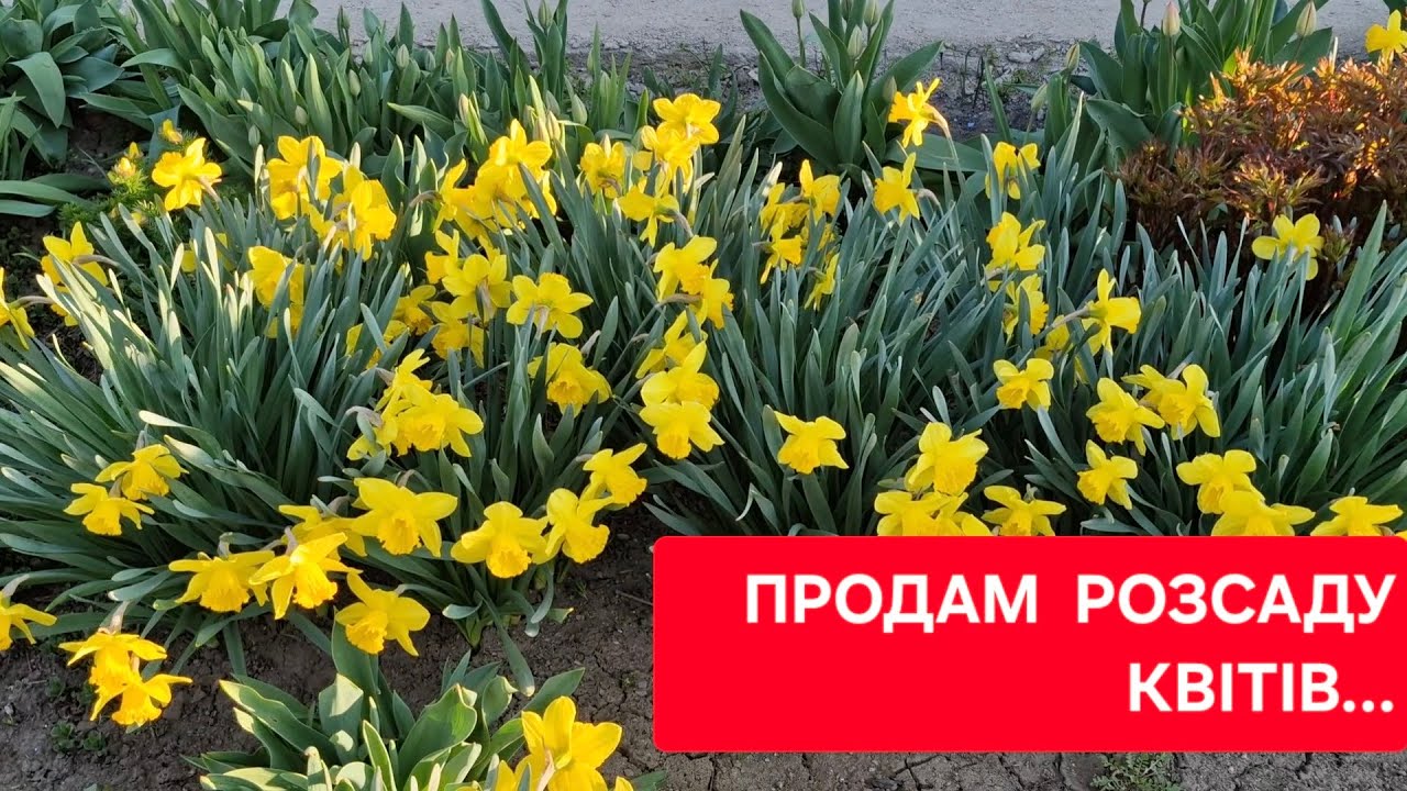 P.S. ПРОДАНА!/Продам розсаду квітів/