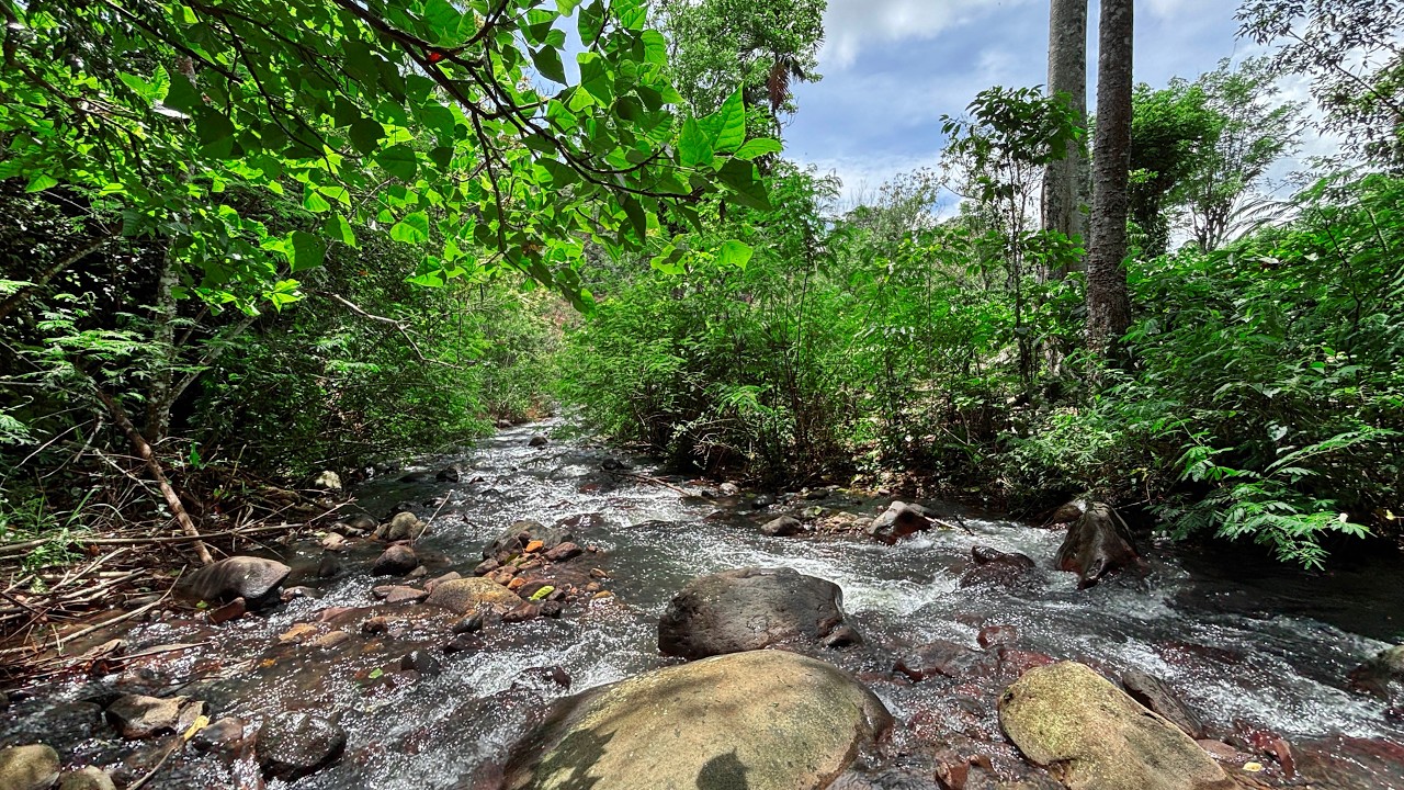 Beat Insomnia to Fall Asleep Fast with Close-up Roaring of Rapids in a Soothing Woodland Creek