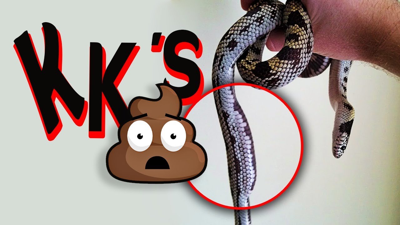mi SERPIENTE tiene un mes si ir al BAÑO¡¡¡ te decimos que HACER
