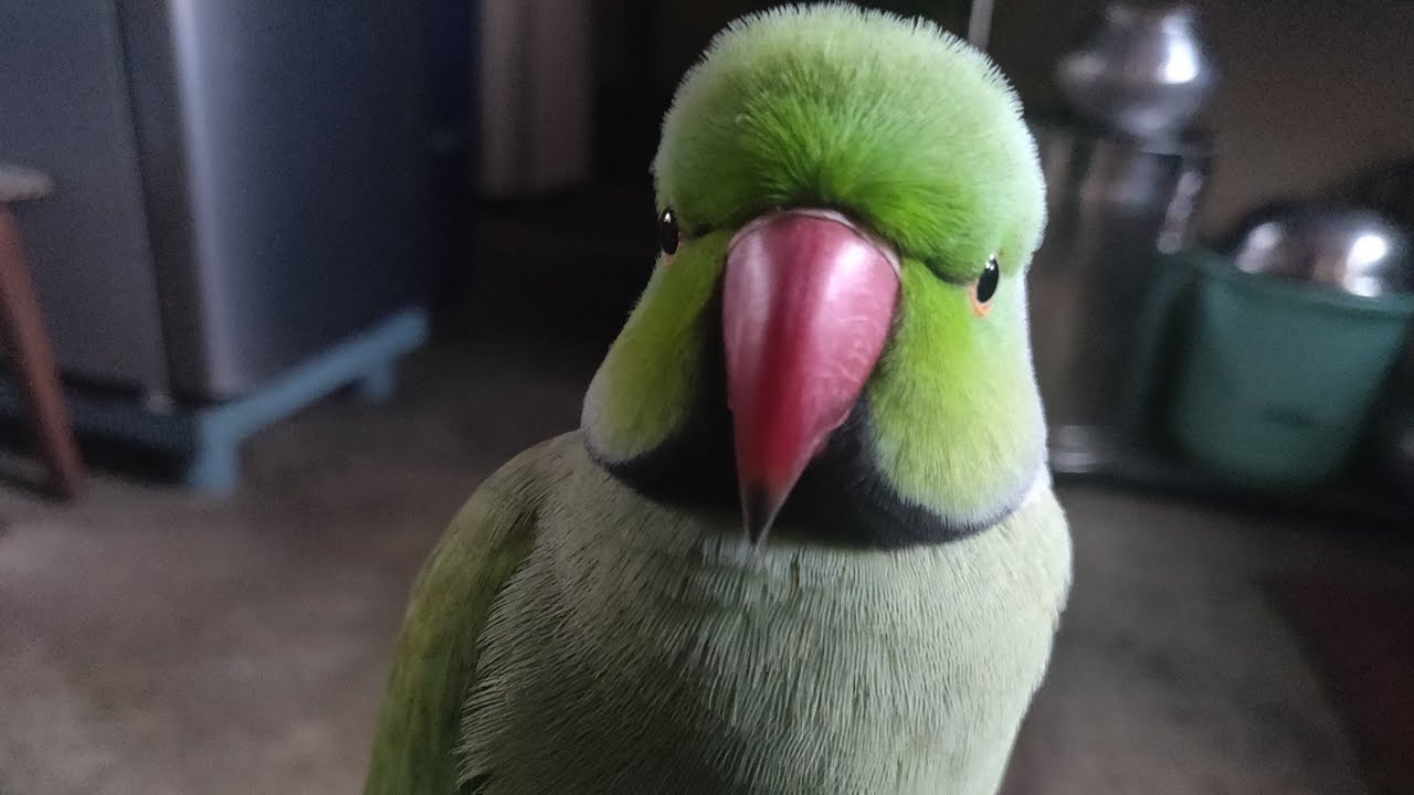 Mitthuwa doing meditation || talking parrot 👉👍