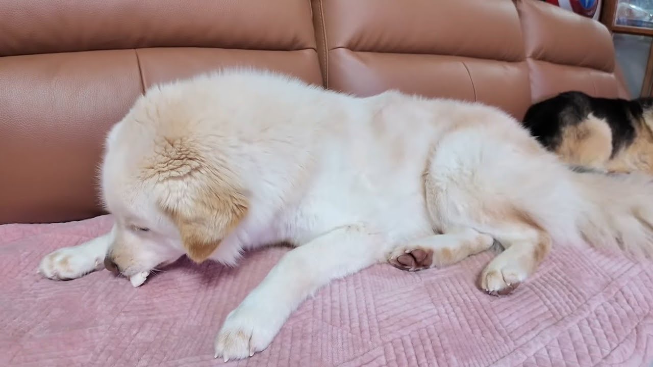 진돗개 텐 패밀리,실시간 방송! 우유 개껌 먹방!
