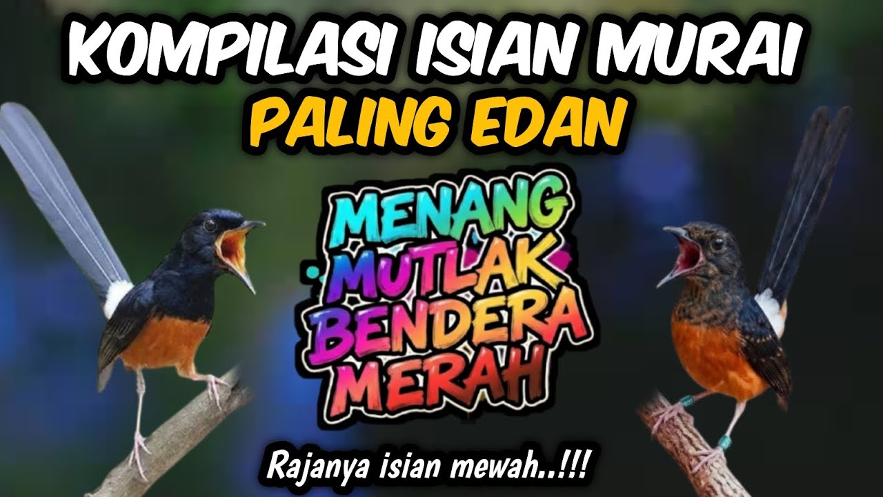 Keren poooL !! Isian masteran murai paling edan,sekali nafas 5 materi kekinian‼️