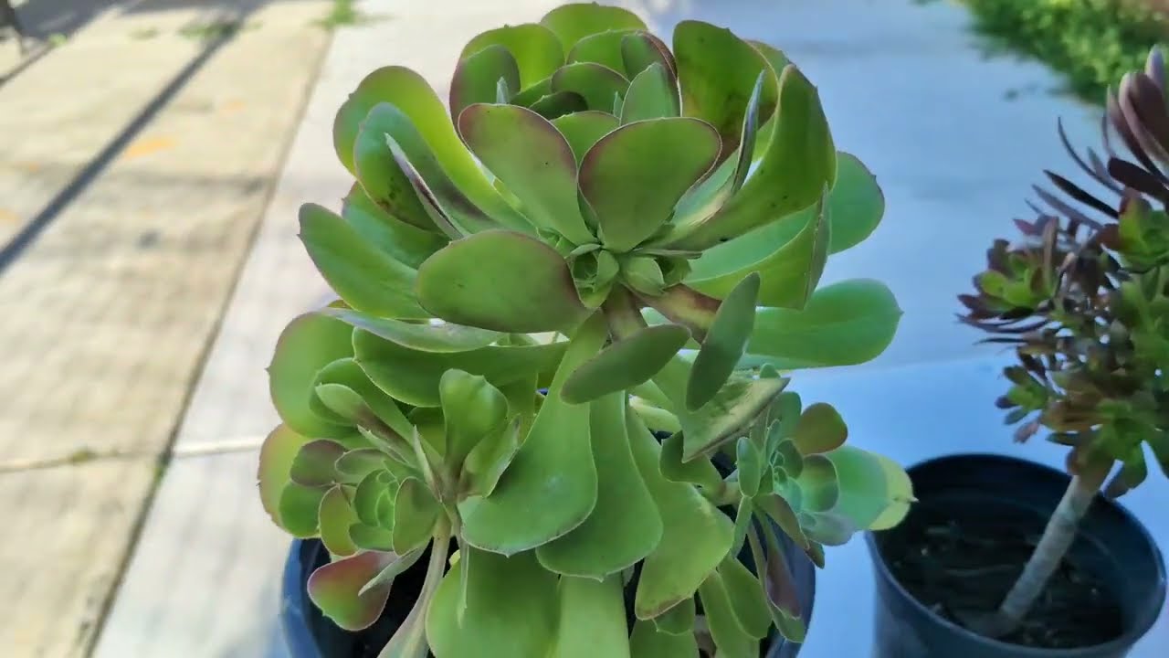 How to ship large succulent aeonium plants