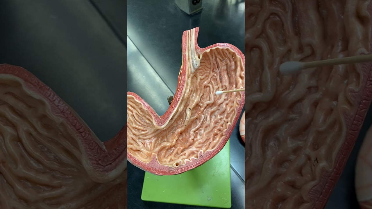 The Stomach