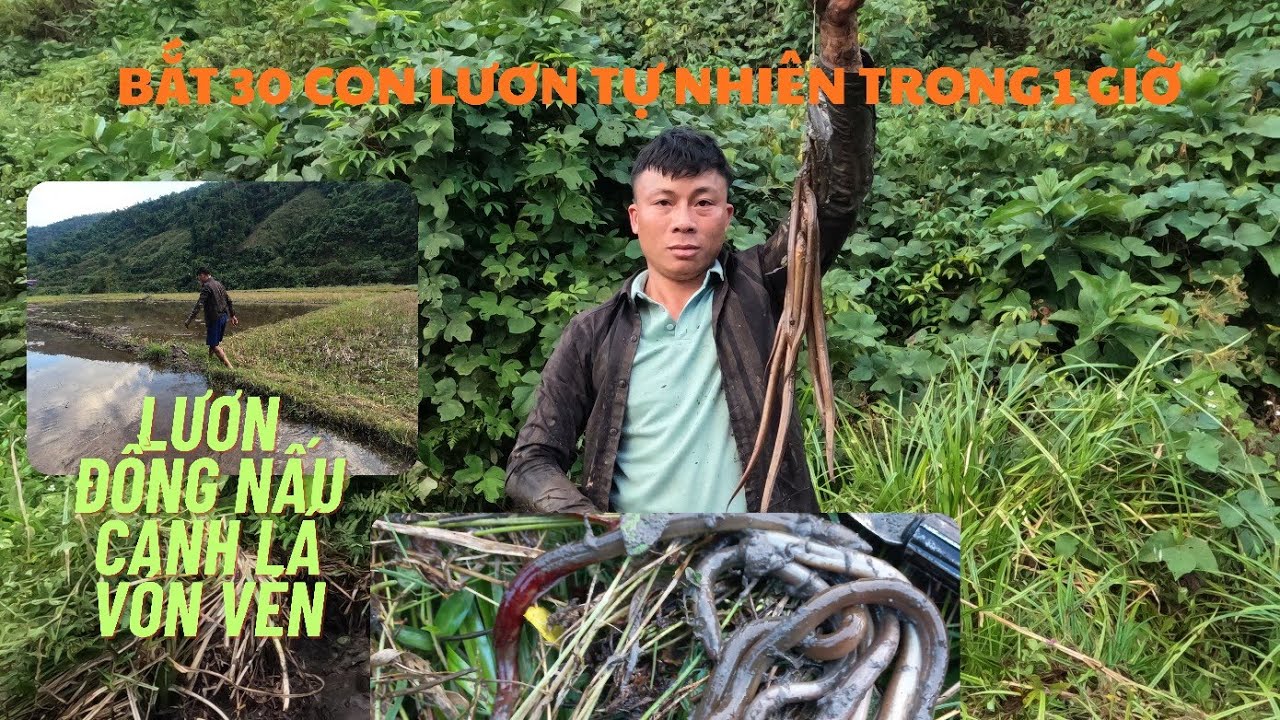 LƯƠN ĐỒNG NẤU CANH LÁ VÓN VÉN