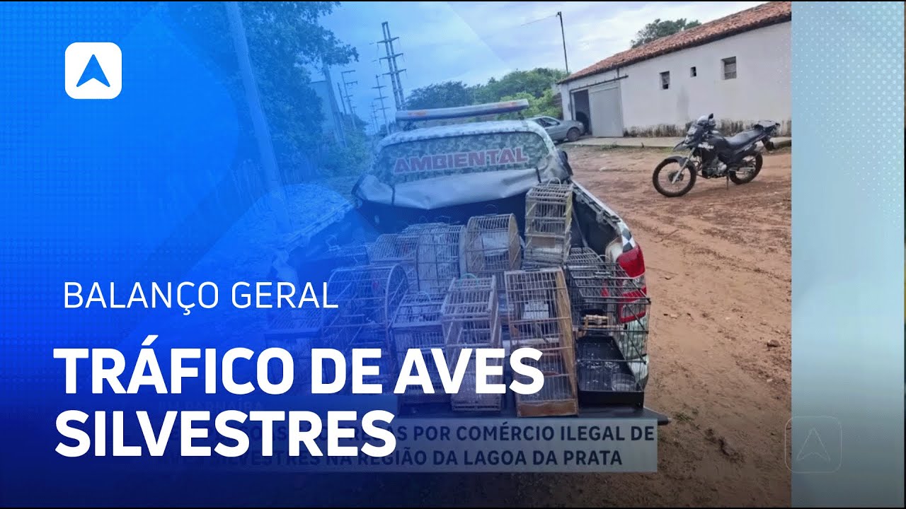 Seis pessoas são presas por comércio ilegal de aves silvestres em Parnaíba