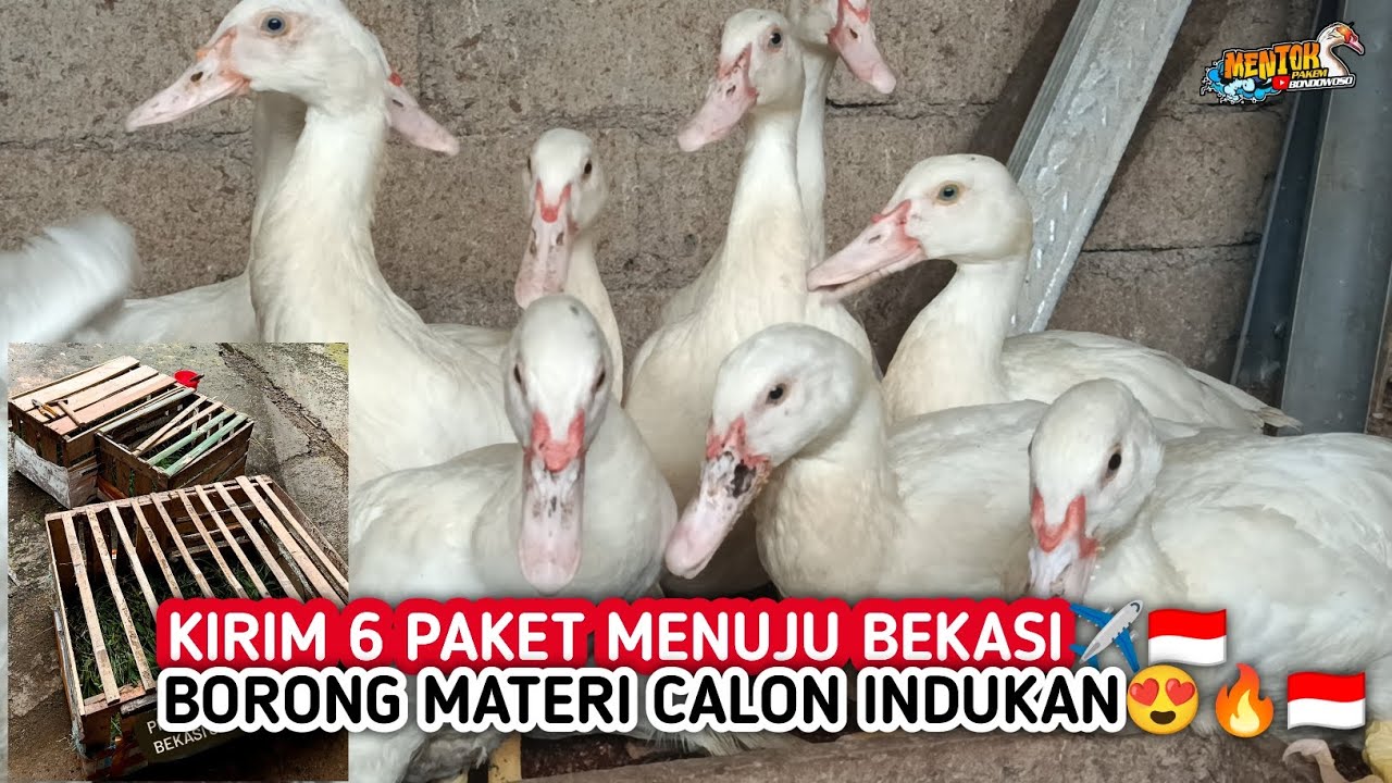 BORONG‼️KIRIM ENTOK JUMBO KE BEKASI