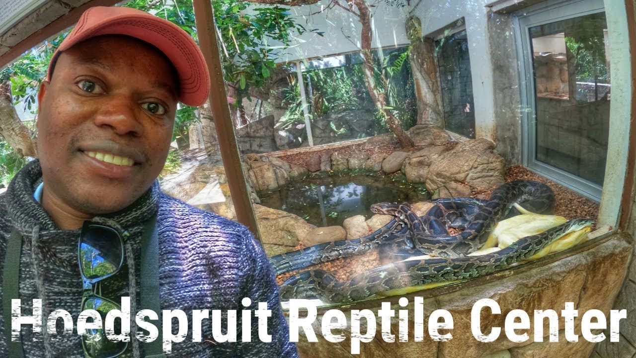 Hoedspruit Reptile Centre: Different reptiles from across the world in one place