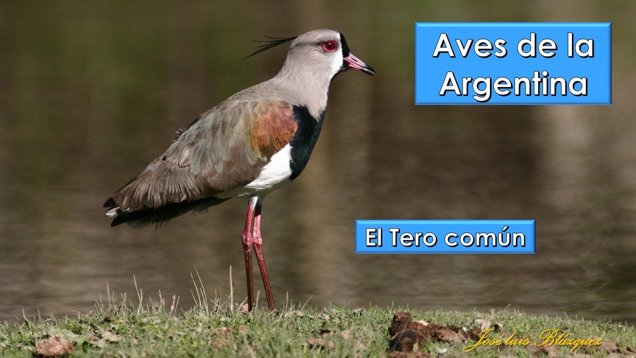 Tero común, Southern Lapwing (Vanellus chilensis)   Aves de la Argentina