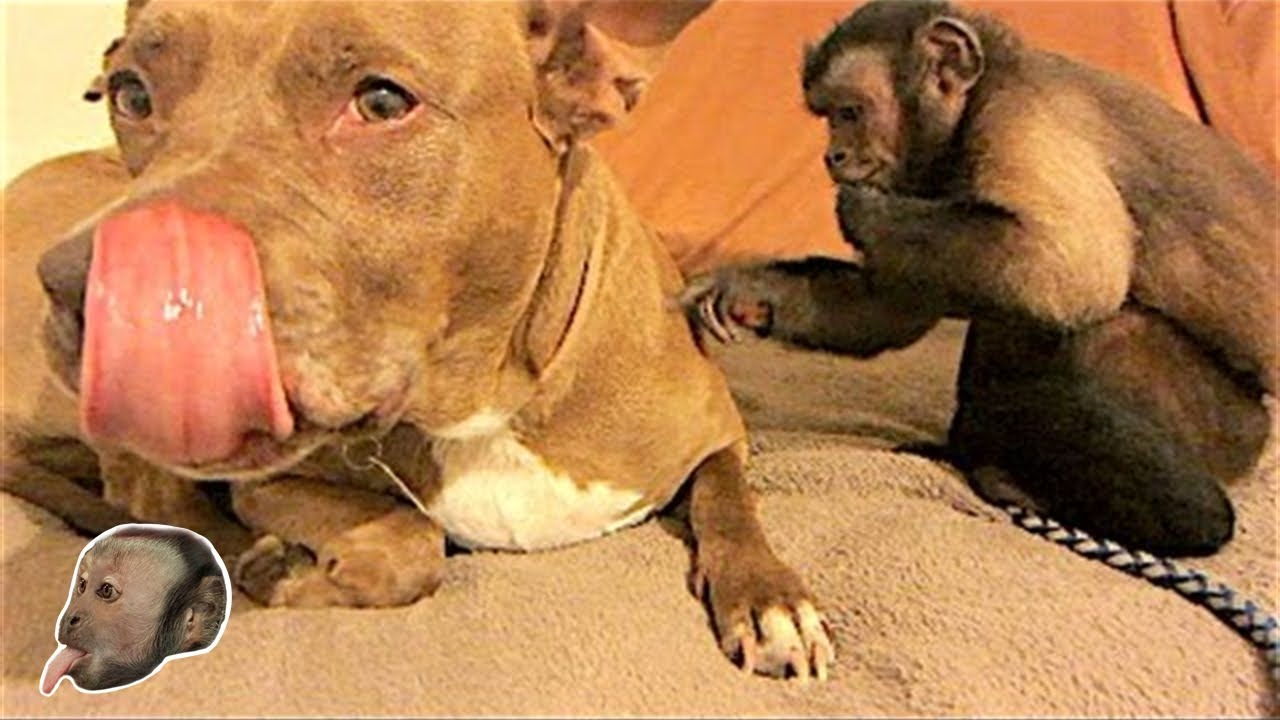 Capuchin Monkey Pit Bull LOVE