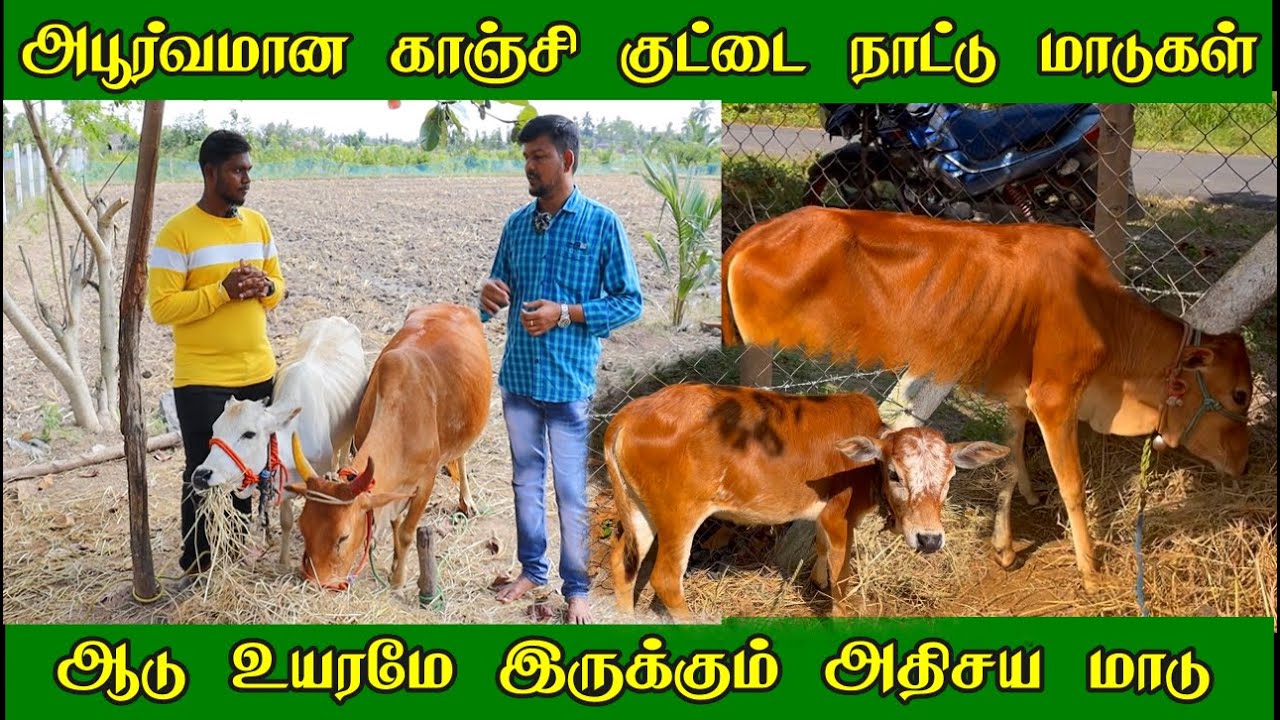 அபூர்வமான காஞ்சி குட்டை நாட்டு மாடு | குட்டை ரக மாடுகளின் பயன்கள் | kanchi kuttai nattu madu