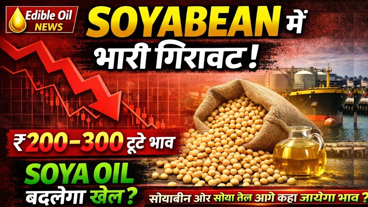 सोयाबीन में भारी गिरावट – आगे क्या होगा भाव? Soya Oil बदल देगा बाजार की दिशा? कितनी गिरावट ओर संभव 