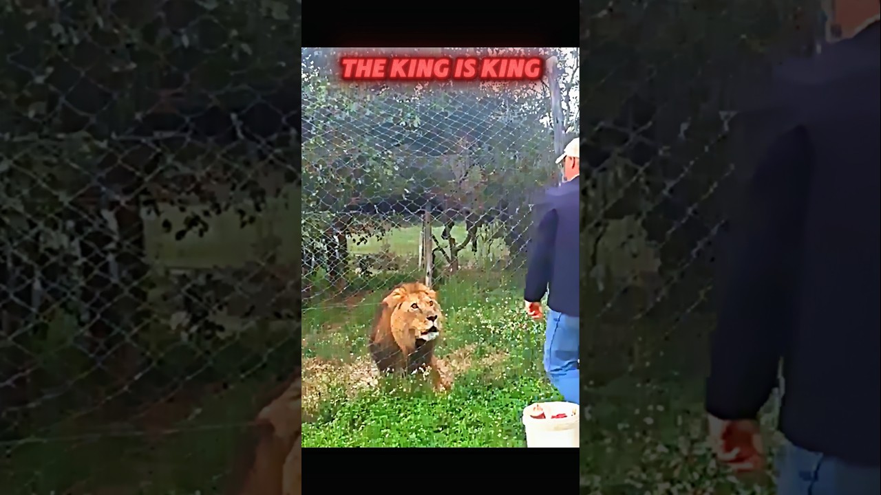 Tiger vs Lion #trending #animals #wildlife #youtubeshorts #youtube #shorts #tiger #lion #viralshort