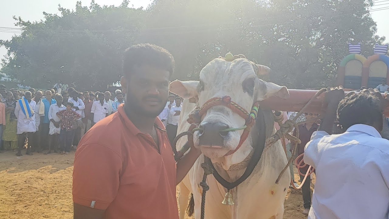 అనిమల ఓల్డ్ కేటగిరి విభాగంలో 14వ జత
