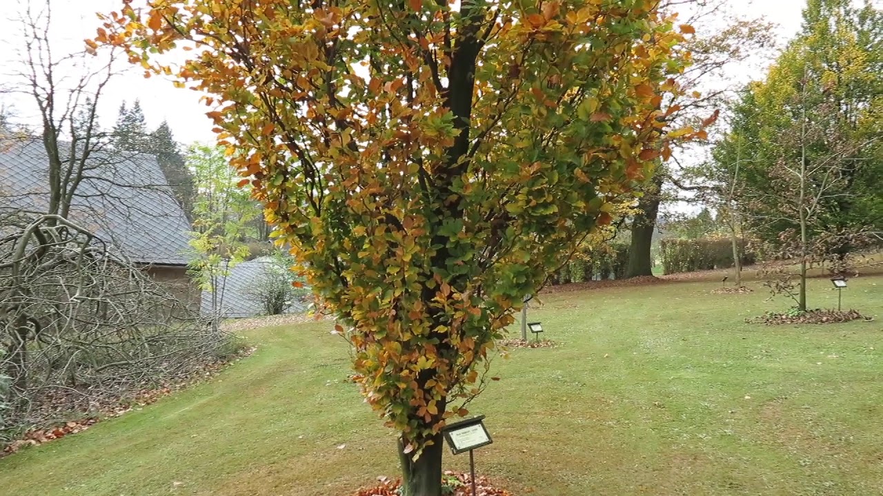 Fagus sylvatica 'Dawyck' buk lesn&iacute;