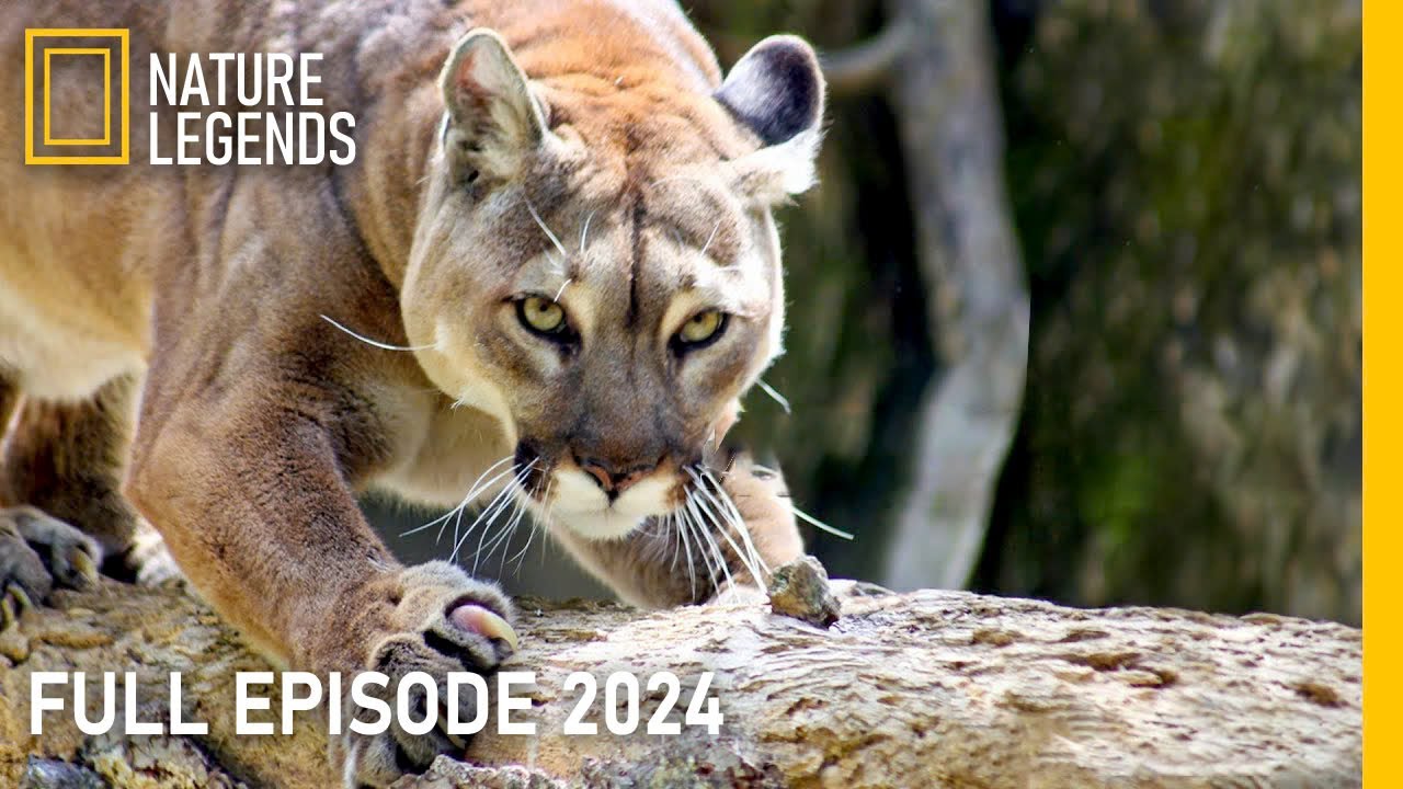 WILD GRAND CANYON | Survival in the Vast Natural Wonder | Animal Documentary