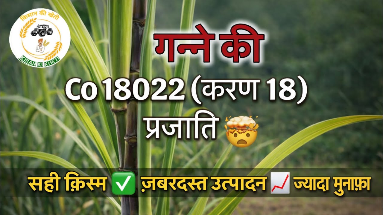 गन्ने की Co 18022 (करण 18) प्रजाति 🤯 | रिकॉर्ड तोड़ पैदावार वाली नई वैरायटी! 💰😱🤯