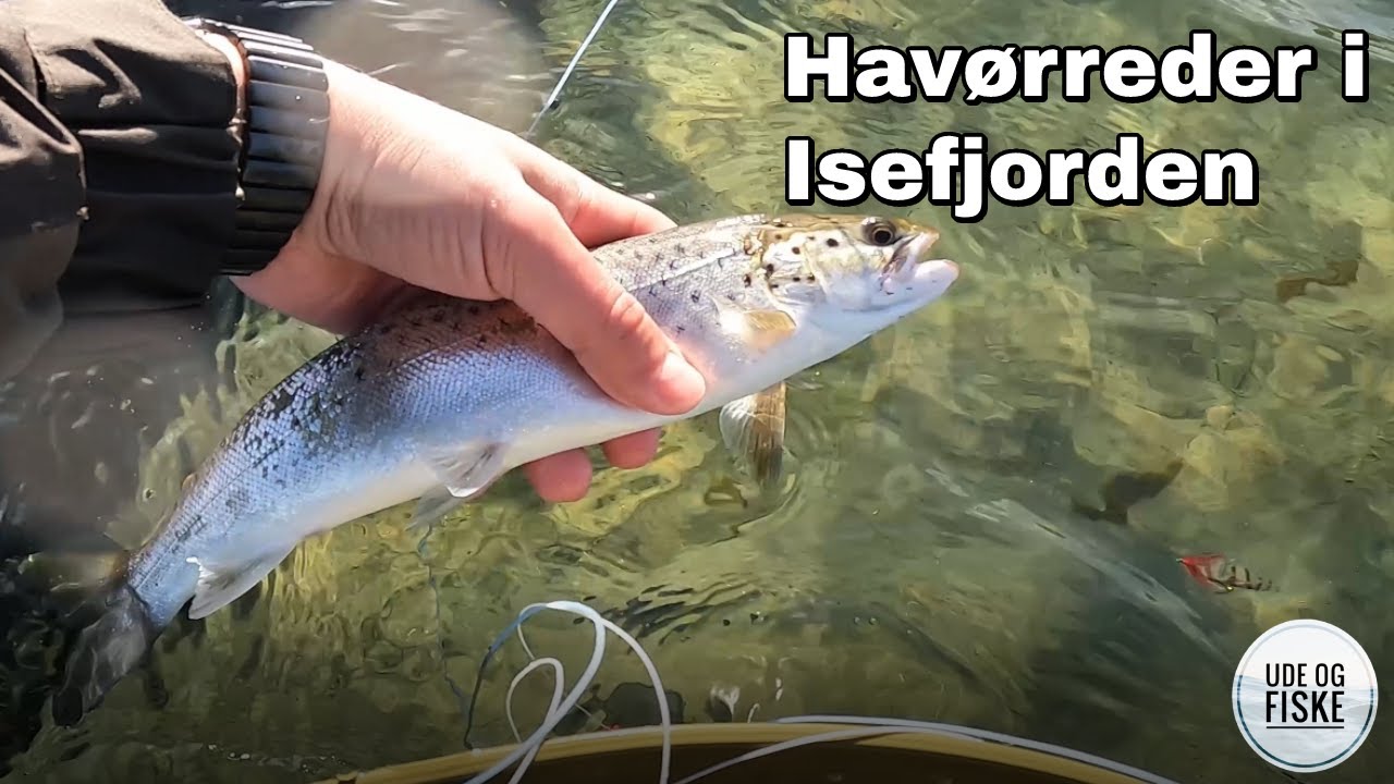 Havørredfiskeri i Isefjorden | Er der havørreder i Isefjorden denne dag?