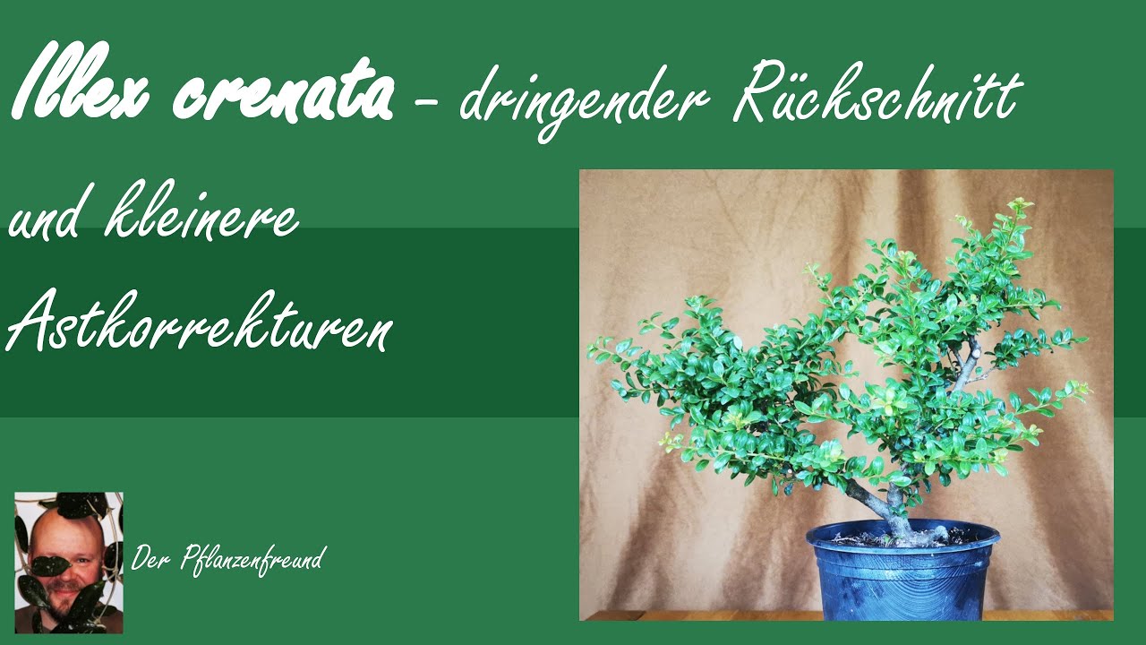 Illex crenata  - japanische Stechpalme - 16.07.2023